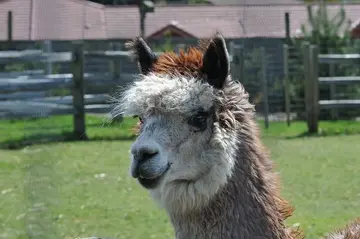 Alpaca Finance, когда-то гигант DeFi на BNB Chain, закроется