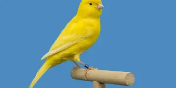 Canary подає заявку на ETF зі стейкованими Injective, оскільки інтерес до фондів альтернативних монет зростає
