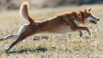 Dogecoin ігнорує шанси, зростає на 21%, незважаючи на відстрочку дебюту ETF