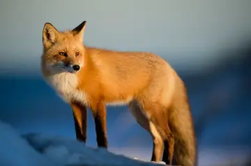 Кошелек Ethereum MetaMask добавляет доходность от стейблкойнов с DeFi-гигантом Aave