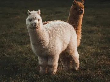 Криптоброкерська компанія Alpaca залучила 135 мільйонів доларів для інфраструктури токенізованих акцій