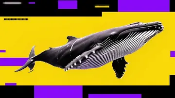 Падіння Біткоїна може не закінчитися, оскільки великі гравці продають у часи роздрібних покупок — ведмежий сигнал