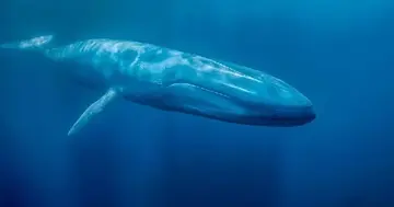 Перші кити 2026 року здійснюють значні угоди – ось які альткоїни їх цікавлять