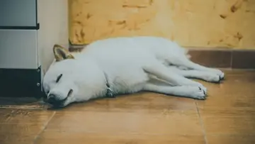 Шиба Іну оголошено «мертвим» — якщо не з'явиться цей здобувач змін, говорить експерт