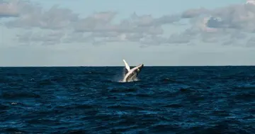 Велика риба BTC змінила позицію з короткої на довгу в 3 рази на суму $91 млн