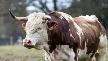 Відомий генеральний директор Раул Пал: «Може настати ін'єкція бikaнів на 8 трильйонів доларів для біткоїна».